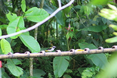 Saltator atripennis