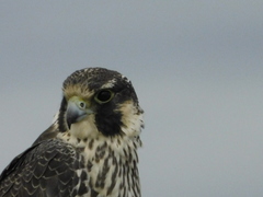 Falco peregrinus
