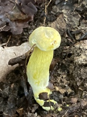 Retiboletus