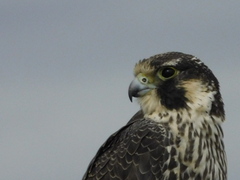 Falco peregrinus