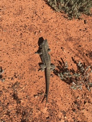 Pogona vitticeps