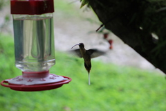 Phaethornis syrmatophorus