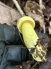 Retiboletus