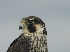 Falco peregrinus