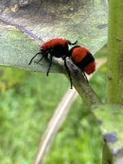 Dasymutilla occidentalis