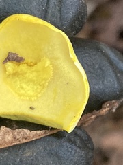 Retiboletus