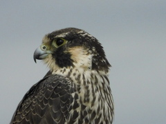 Falco peregrinus