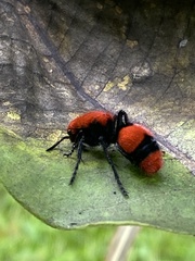 Dasymutilla occidentalis