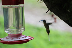 Phaethornis syrmatophorus