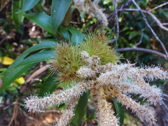 Chrysolepis chrysophylla