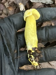 Retiboletus