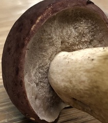 Tylopilus rubrobrunneus