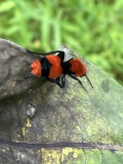 Dasymutilla occidentalis