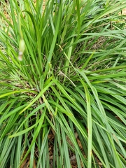 Dianella brevicaulis