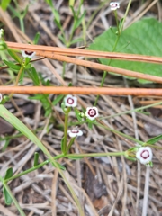 Euphorbia polyphylla