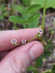 Euphorbia polyphylla