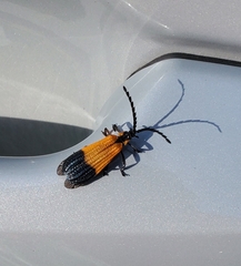 Calopteron terminale