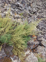 Artemisia gmelinii