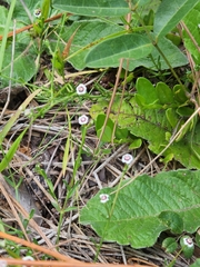 Euphorbia polyphylla