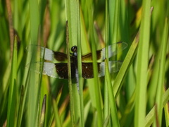 Libellula luctuosa