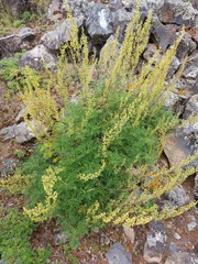 Artemisia gmelinii