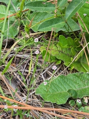 Euphorbia polyphylla
