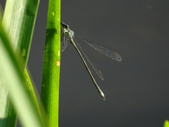 Lestes