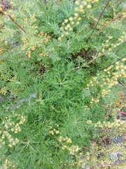 Artemisia gmelinii