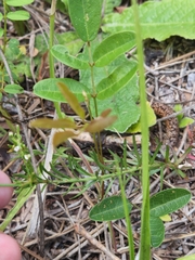 Euphorbia polyphylla