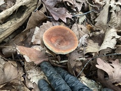 Lactifluus