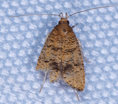 Psilocorsis quercicella