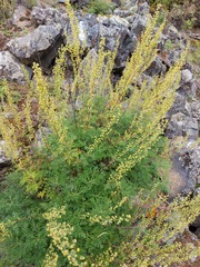 Artemisia gmelinii