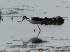Himantopus mexicanus