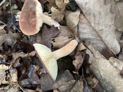 Lactifluus