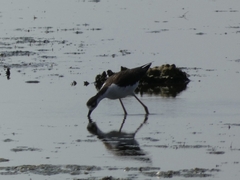 Himantopus mexicanus