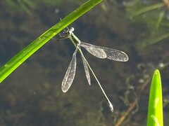 Lestes inaequalis