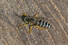 Bembix