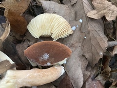 Lactifluus