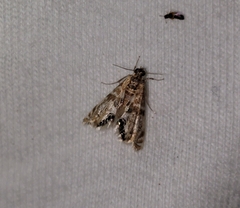 Petrophila jaliscalis