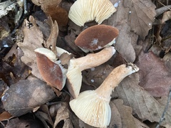 Lactifluus