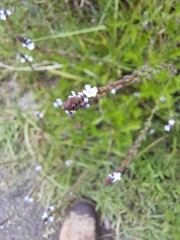 Verbena carolina