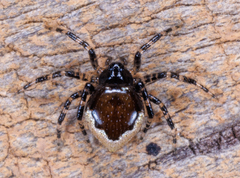 Euryopis funebris