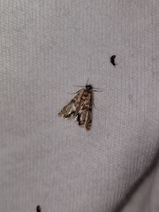 Petrophila jaliscalis