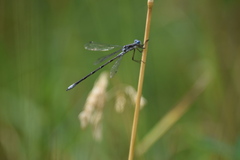 Lestes