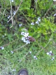 Verbena carolina