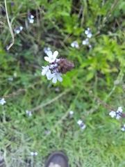 Verbena carolina