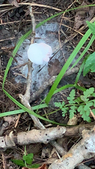 Tetrapyrgos nigripes