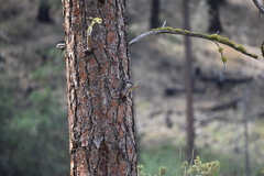 Sitta carolinensis