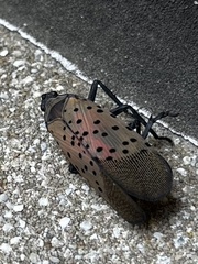 Lycorma delicatula