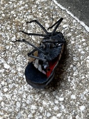 Lycorma delicatula